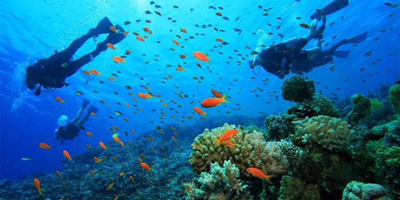 Erlebe einen unvergesslichen Tag unter Wasser in den kristallklaren Gewässern von Side. Ob Anfänger oder erfahrener Taucher – dieser Ausflug bietet dir die Möglichkeit, die farbenfrohe Unterwasserwelt der türkischen Riviera zu entdecken.